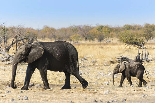 African Elephant -Loxodonta africana- with calf after bathing in the water of the Rietfontein waterhole, Etosha National Park, Namibia