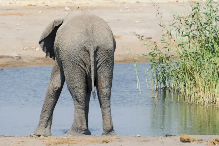 Framed Print : African Elephant -Loxodonta africana- at the Chudop waterhole, Etosha National Park, Namibia Framed Print : African Elephant -Loxodonta africana- at the Chudop waterhole, Etosha National Park, Namibia