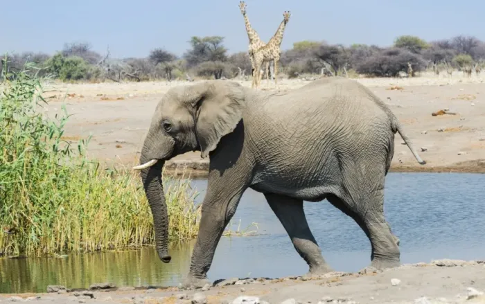 Framed Print : African Elephant -Loxodonta africana- at the Chudop waterhole, Etosha National Park, Namibia Framed Print : African Elephant -Loxodonta africana- at the Chudop waterhole, Etosha National Park, Namibia