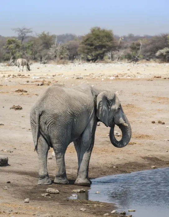 Framed Print : African Elephant -Loxodonta africana- at the Chudop waterhole, Etosha National Park, Namibia Framed Print : African Elephant -Loxodonta africana- at the Chudop waterhole, Etosha National Park, Namibia