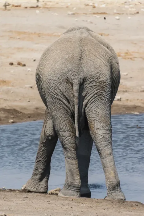 Framed Print : African Elephant -Loxodonta africana- at the Chudop waterhole, Etosha National Park, Namibia