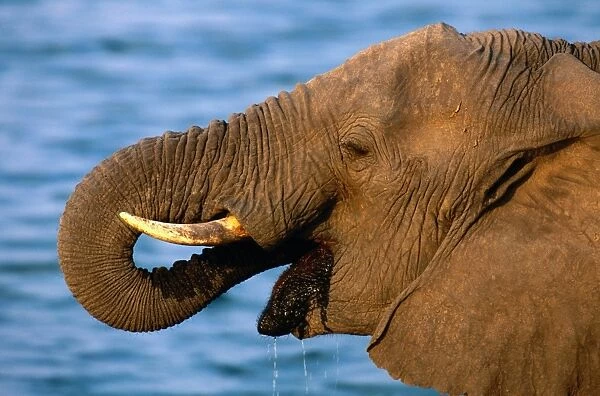 African elephant (Loxodonta africana) drinking, Zimbabwe