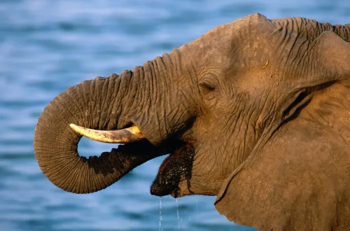 Framed Print : African elephant (Loxodonta africana) drinking, Zimbabwe Framed Print : African elephant (Loxodonta africana) drinking, Zimbabwe