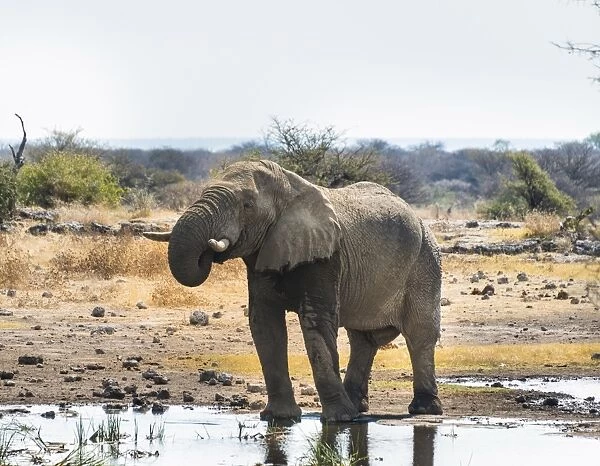 African Elephant -Loxodonta africana- drinking in the water, Etosha National Park, Koinachas waterhole, Namibia