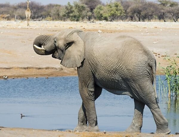 African Elephant -Loxodonta africana- drinking at the Chudop waterhole, Etosha National Park, Namibia