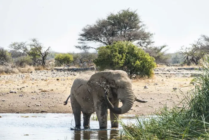 Framed Print : African Elephant -Loxodonta africana- drinking in the water, Etosha National Park, Koinachas waterhole, Namibia