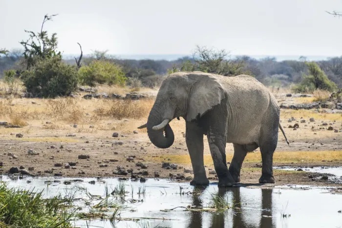 Framed Print : African Elephant -Loxodonta africana- drinking in the water, Etosha National Park, Koinachas waterhole, Namibia