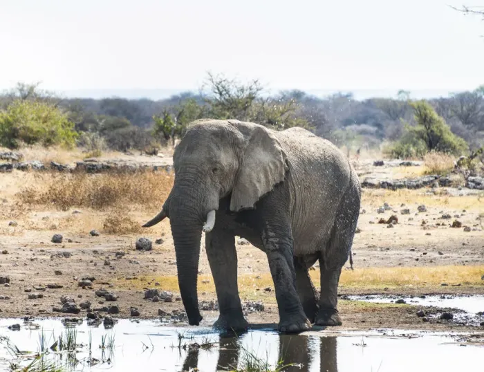 Framed Print : African Elephant -Loxodonta africana- drinking in the water, Etosha National Park, Koinachas waterhole, Namibia Framed Print : African Elephant -Loxodonta africana- drinking in the water, Etosha National Park, Koinachas waterhole, Namibia