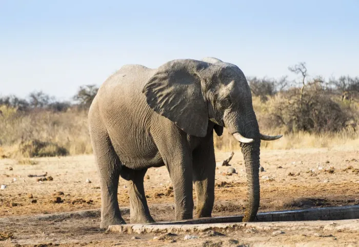 Framed Print : African Elephant -Loxodonta africana- drinking at water hole, Etosha National Park, Tsumcor waterhole, Namibia Framed Print : African Elephant -Loxodonta africana- drinking at water hole, Etosha National Park, Tsumcor waterhole, Namibia