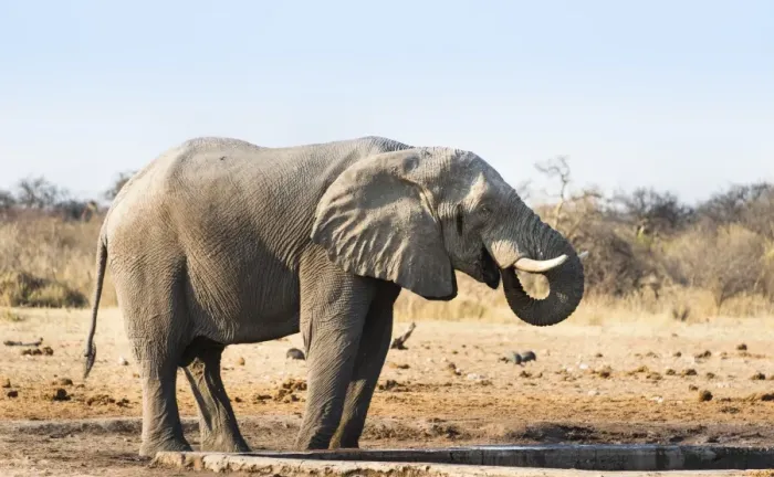 Framed Print : African Elephant -Loxodonta africana- drinking at water hole, Etosha National Park, Tsumcor waterhole, Namibia
