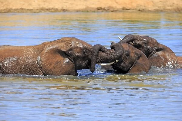 African elephant -Loxodonta africana- elephants bathing in the water, social behavior, Addo Elephant National Park, Eastern Cape, South Africa