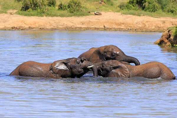 African elephant -Loxodonta africana- elephants bathing in the water, social behavior, Addo Elephant National Park, Eastern Cape, South Africa