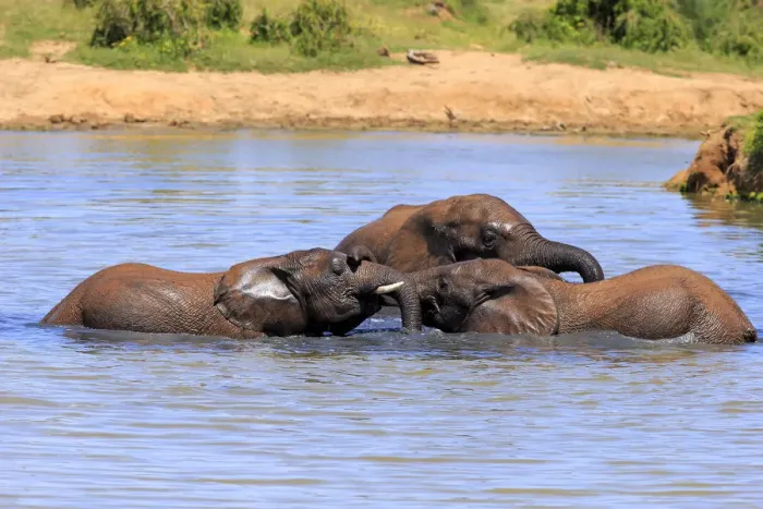Framed Print : African elephant -Loxodonta africana- elephants bathing in the water, social behavior, Addo Elephant National Park, Eastern Cape, South Africa