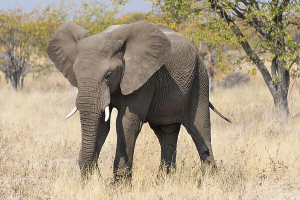African Elephant -Loxodonta africana-, feeding, Etosha National Park, Namibia