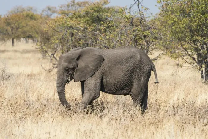 Framed Print : African Elephant -Loxodonta africana- feeding, Etosha National Park, Namibia Framed Print : African Elephant -Loxodonta africana- feeding, Etosha National Park, Namibia