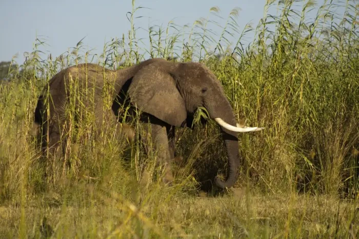 Framed Print : African Elephant -Loxodonta africana- feeding on high reeds on the river banks of the Zambezi, Lower Zambezi, Zambia
