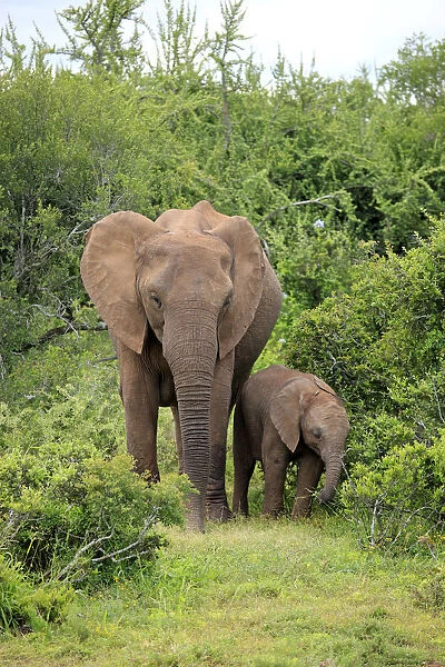 African elephant -Loxodonta africana- foraging mother with young, Addo Elephant National Park, Eastern Cape, South Africa