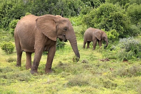 African elephant -Loxodonta africana- foraging mother with young, Addo Elephant National Park, Eastern Cape, South Africa