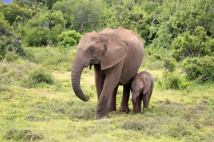 Framed Print : African elephant -Loxodonta africana- foraging mother with young, Addo Elephant National Park, Eastern Cape, South Africa Framed Print : African elephant -Loxodonta africana- foraging mother with young, Addo Elephant National Park, Eastern Cape, South Africa