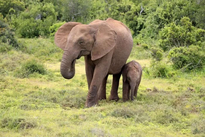 Framed Print : African elephant -Loxodonta africana- foraging mother with young, Addo Elephant National Park, Eastern Cape, South Africa