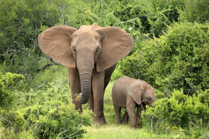 Framed Print : African elephant -Loxodonta africana- foraging mother with young, Addo Elephant National Park, Eastern Cape, South Africa Framed Print : African elephant -Loxodonta africana- foraging mother with young, Addo Elephant National Park, Eastern Cape, South Africa