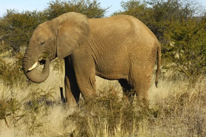 Framed Print : African elephant (Loxodonta africana) foraging in the thorn bush savanna, Madikwe Game Reserve, South Africa, Africa Framed Print : African elephant (Loxodonta africana) foraging in the thorn bush savanna, Madikwe Game Reserve, South Africa, Africa