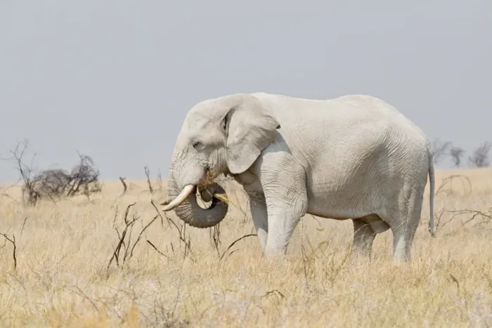 Framed Print : African Elephant -Loxodonta africana- grazing in the steppe, Etosha National Park, Namibia Framed Print : African Elephant -Loxodonta africana- grazing in the steppe, Etosha National Park, Namibia