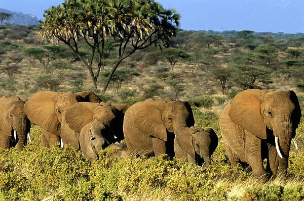 African elephant (Loxodonta africana) herd