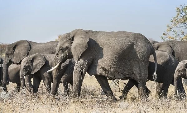 African elephant -Loxodonta africana-, herd, Etosha National Park, Namibia