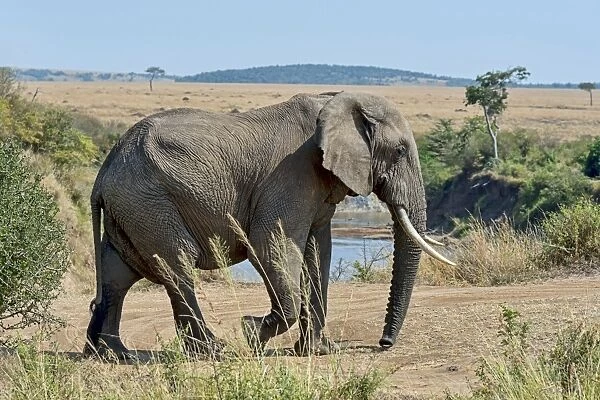 African Elephant -Loxodonta africana- at the Mara, Msai Mara National Reserve, Kenya