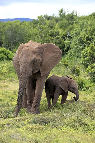 African elephant -Loxodonta africana- mother with young in search of food, Addo Elephant National Park, Eastern Cape, South Africa