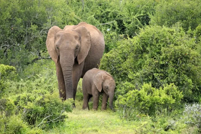 Framed Print : African elephant -Loxodonta africana- mother with young, Addo Elephant National Park, Eastern Cape, South Africa Framed Print : African elephant -Loxodonta africana- mother with young, Addo Elephant National Park, Eastern Cape, South Africa