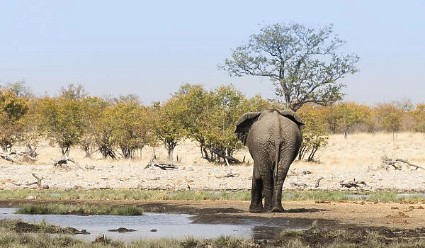 African Elephant -Loxodonta africana- from behind at the Rietfontein waterhole, Etosha National Park, Namibia