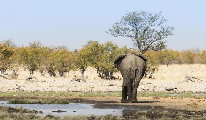 Framed Print : African Elephant -Loxodonta africana- from behind at the Rietfontein waterhole, Etosha National Park, Namibia Framed Print : African Elephant -Loxodonta africana- from behind at the Rietfontein waterhole, Etosha National Park, Namibia