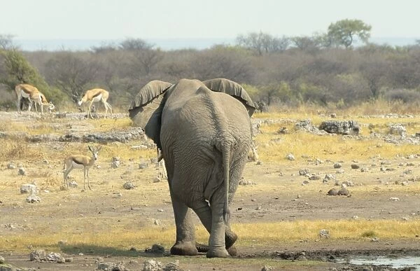 African Elephant -Loxodonta africana- standing cross-legged by the water, from behind, Koinachas waterhole, Etosha National Park, Namibia