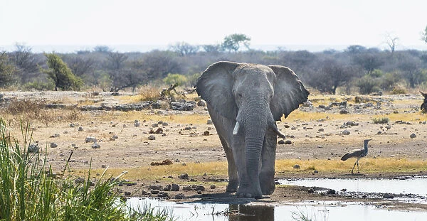 African Elephant -Loxodonta africana- standing at the water, Etosha National Park, water point Koinachas, Namibia