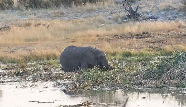 African Elephant -Loxodonta africana- standing in water drinking, Homob water hole, Etosha National Park, Namibia