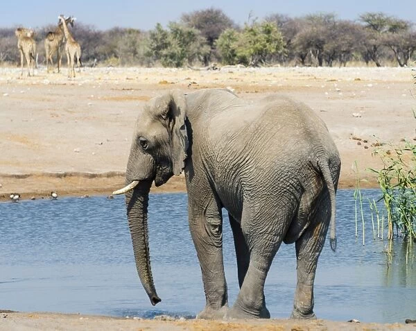 African Elephant -Loxodonta africana- standing in the water at the Chudop waterhole, Etosha National Park, Namibia