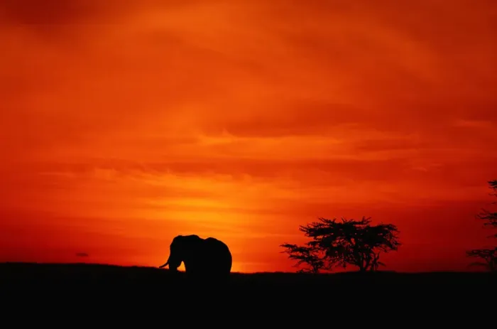 Framed Print : African elephant (Loxodonta africana) standing, at sunset, side view, Masai Mara, Kenya Framed Print : African elephant (Loxodonta africana) standing, at sunset, side view, Masai Mara, Kenya