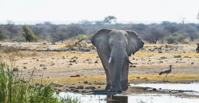 Framed Print : African Elephant -Loxodonta africana- standing at the water, Etosha National Park, water point Koinachas, Namibia Framed Print : African Elephant -Loxodonta africana- standing at the water, Etosha National Park, water point Koinachas, Namibia