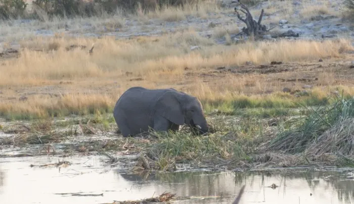 Framed Print : African Elephant -Loxodonta africana- standing in water drinking, Homob water hole, Etosha National Park, Namibia Framed Print : African Elephant -Loxodonta africana- standing in water drinking, Homob water hole, Etosha National Park, Namibia