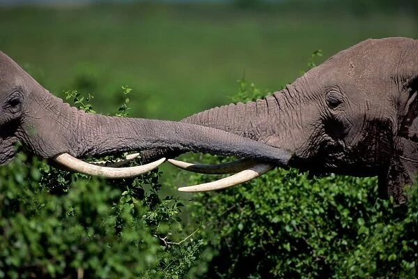 African elephant (Loxodonta africana) trunks, Kenya, close-up
