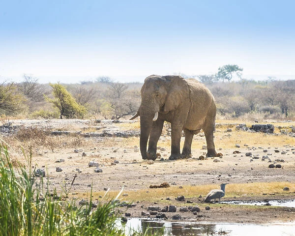 African Elephant -Loxodonta africana- walking to the water hole, Etosha National Park, Koinachas waterhole, Namibia