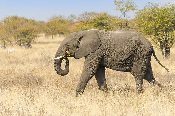 African Elephant -Loxodonta africana- walking through dry bushland, Etosha National Park, Namibia