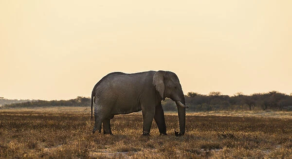 African Elephant -Loxodonta africana- walking through the dry grasslands, Etosha National Park, Namibia