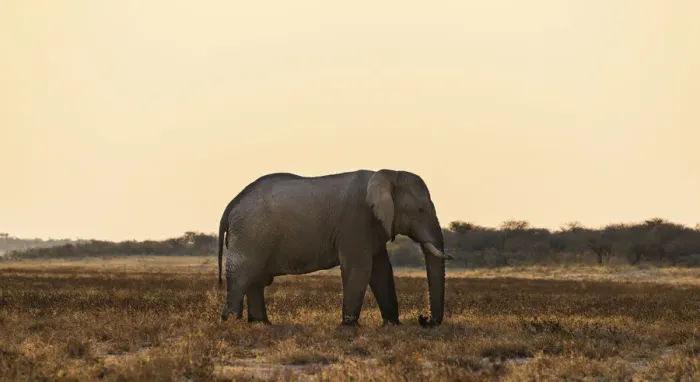 Framed Print : African Elephant -Loxodonta africana- walking through the dry grasslands, Etosha National Park, Namibia Framed Print : African Elephant -Loxodonta africana- walking through the dry grasslands, Etosha National Park, Namibia