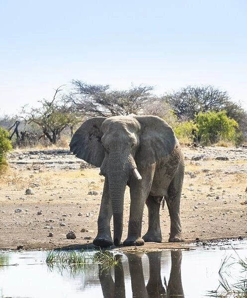 African Elephant -Loxodonta africana- at the waterhole, Etosha National Park, Koinachas waterhole, Namibia