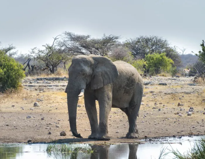 Framed Print : African Elephant -Loxodonta africana- at the waterhole, Etosha National Park, Koinachas waterhole, Namibia