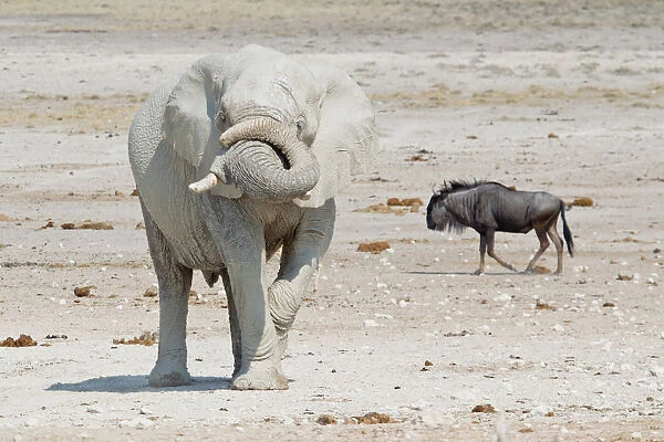 African Elephant -Loxodonta africana- and Wildebeest -Connochaetes sp. -, Etosha National Park, Namibia