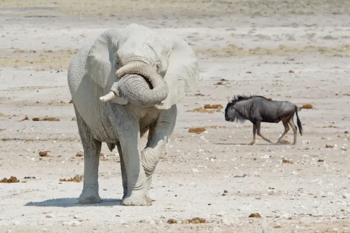 Framed Print : African Elephant -Loxodonta africana- and Wildebeest -Connochaetes sp. -, Etosha National Park, Namibia